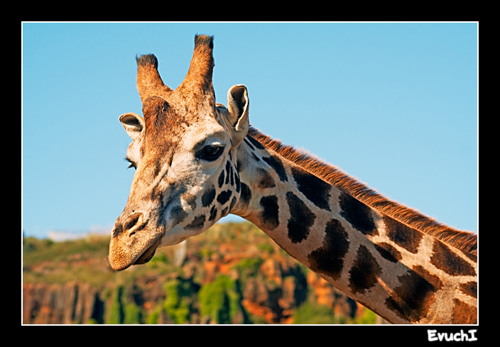 Jirafa
Keywords: jirafa animales cantabria