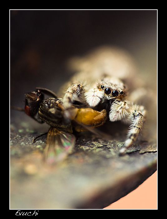  Araña HambrientA
Keywords: macro fotografia macro araÃ±a aracnido mosca hambrienta hambre naturaleza viva muerta devorar