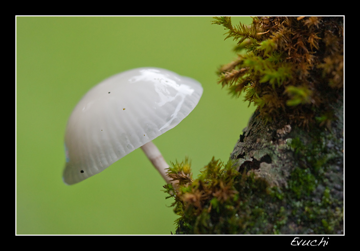 En Cabuerniga... me encontrÃ© estÃ¡ setita
Keywords: seta cabuerniga cantabria macro naturaleza hongo tronco