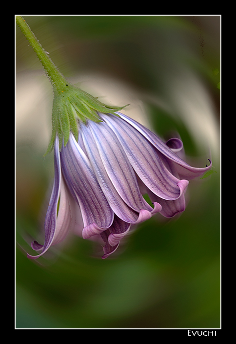 Danza sin fin
Keywords: Flor macro morada lila baile petalos