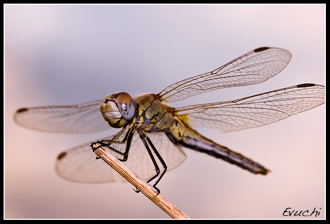 Libelula perdida
Keywords: libelula insecto alado macro rio nuez ebro bicho