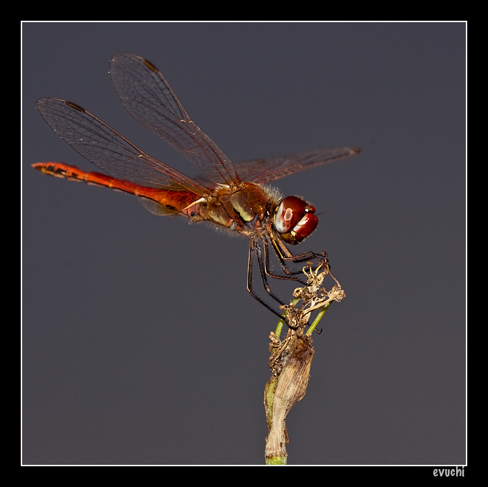 Libelula en el atardecer
Keywords: libelula insecto rojo alado macro rio