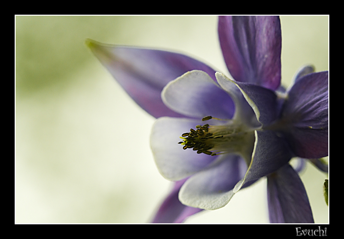 Flor Asturiana
Keywords: Lila flor asturiana macro morado