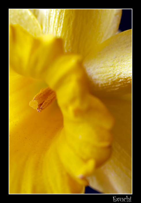 Narciso
Mi primer MacrO
Keywords: Narciso macro amarillo