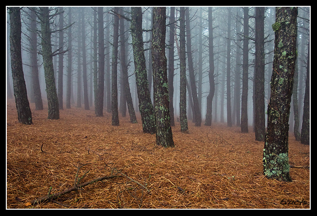 Pinares en la niebla
Keywords: sierra jiloca pinares niebla arboles naturaleza bosque teruel lagueruela