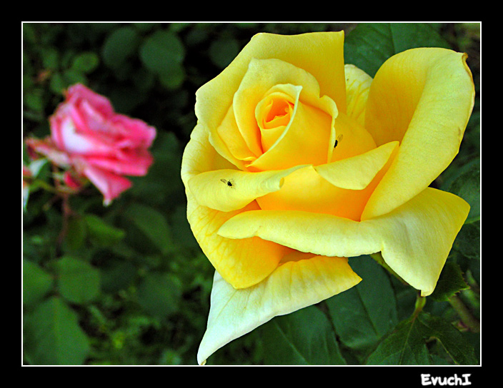 Rosa Rosae
Keywords: flor rosa