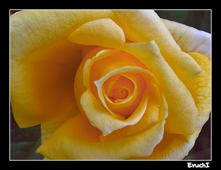 Rosa Rosae
Keywords: flor rosa