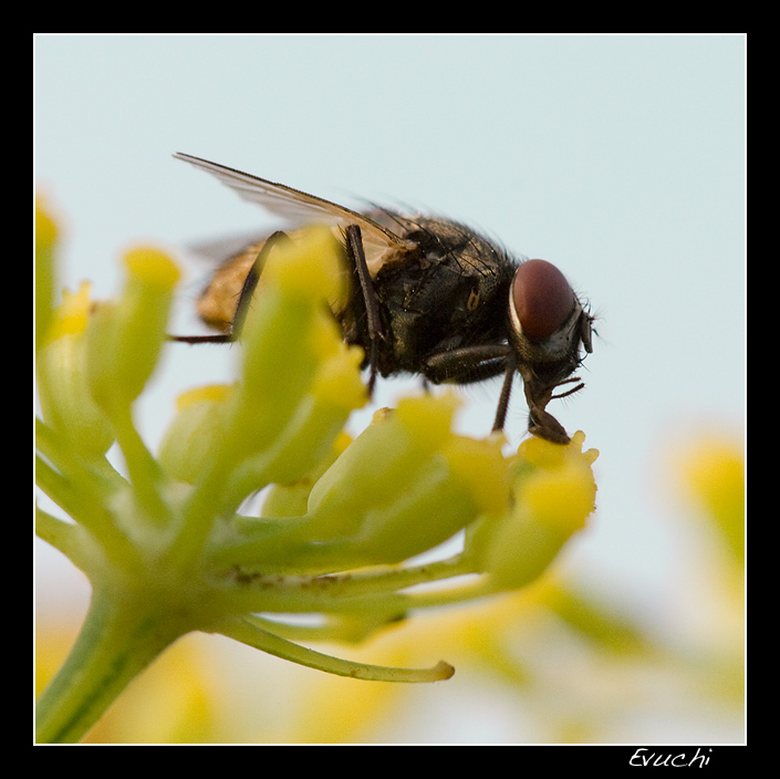 Sobre la flor
Keywords: macro flor mosca insecto nuez de ebro terreno tarde