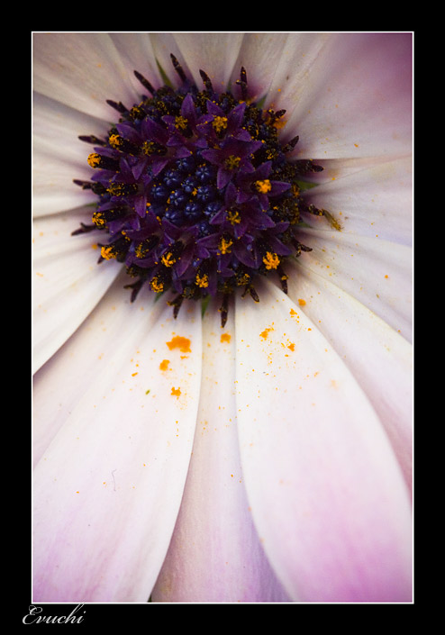 Primaveral
Keywords: Primavera flor polen estambres petalos morado macro detalle