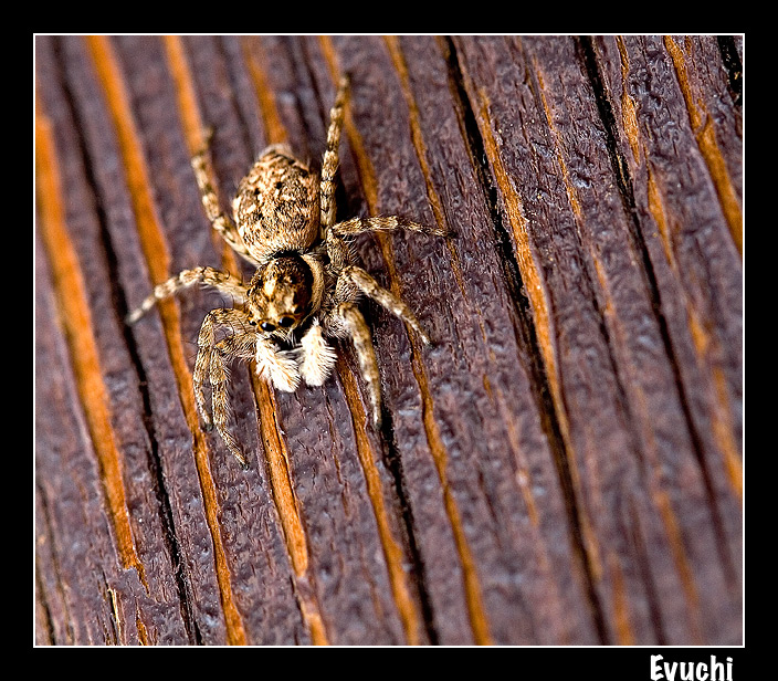 Aracnido de Altafulla
Keywords: araÃ±a macro aracnido bicho fauna insecto