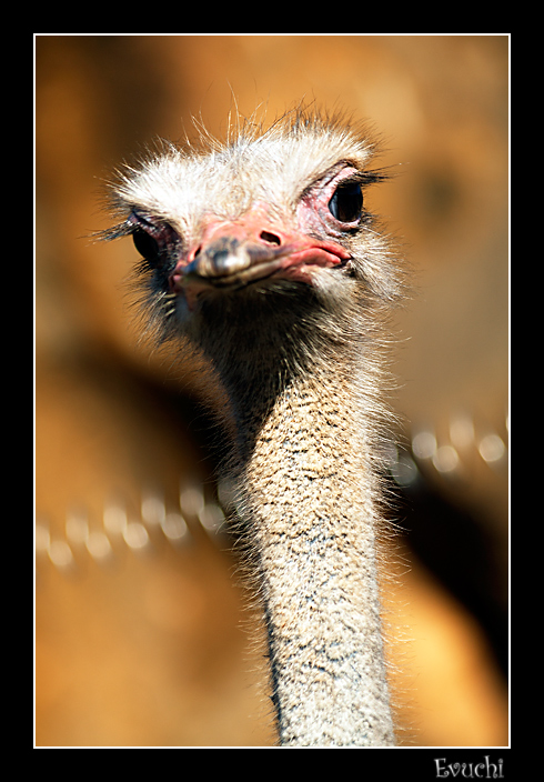Avestruz
Keywords: cantabria animal avestruz