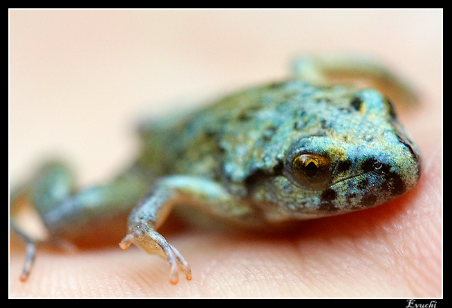 Croac
Keywords: rana croac pequeÃ±a macro