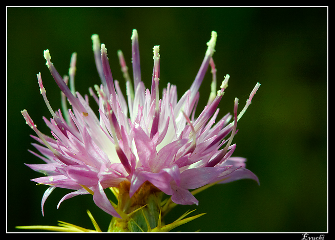 En la orilla...
Keywords: flor morada rio estambres vegetacion lila