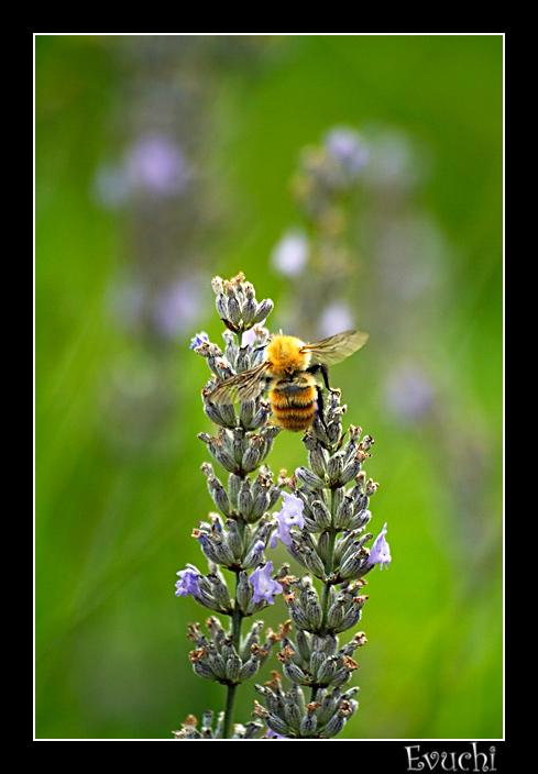 Abejita recolectando
Keywords: etxalar flor abeja