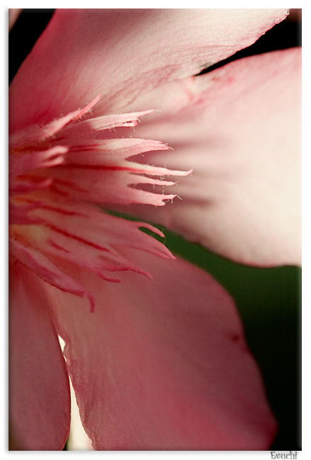 Fuxia
Keywords: flor rosa parque macro petalos