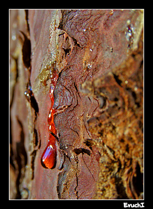 Lagrima
Keywords: resina arbol