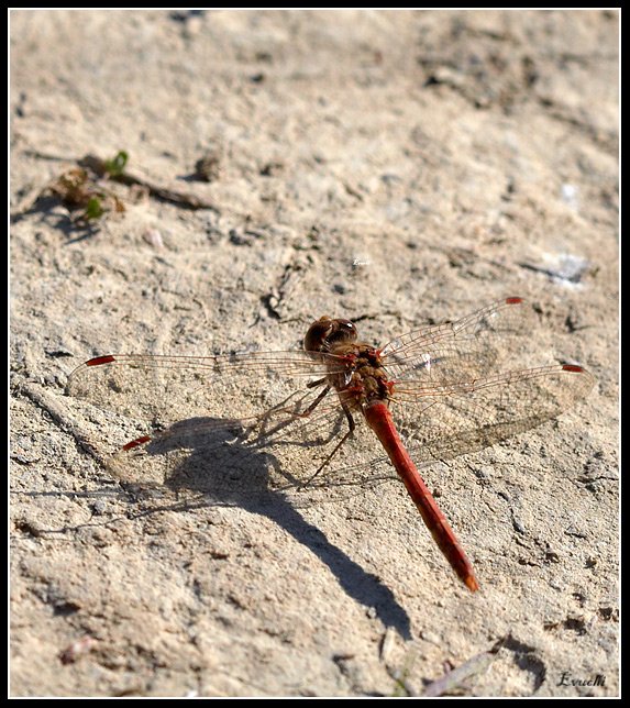 LibÃ©lula del GÃ¡llego
Keywords: libelula roja rio gallego insecto