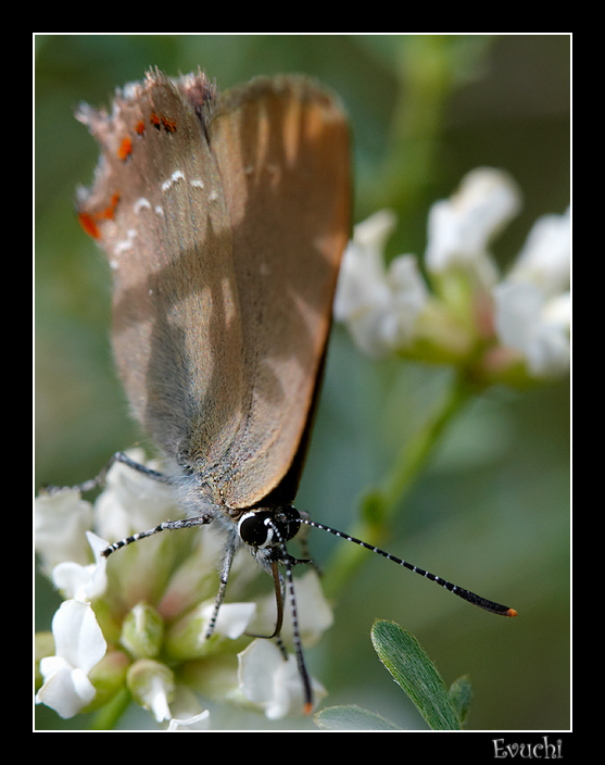 Mariposita
