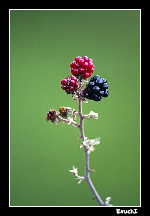 Moras
Keywords: moras flores florecicas