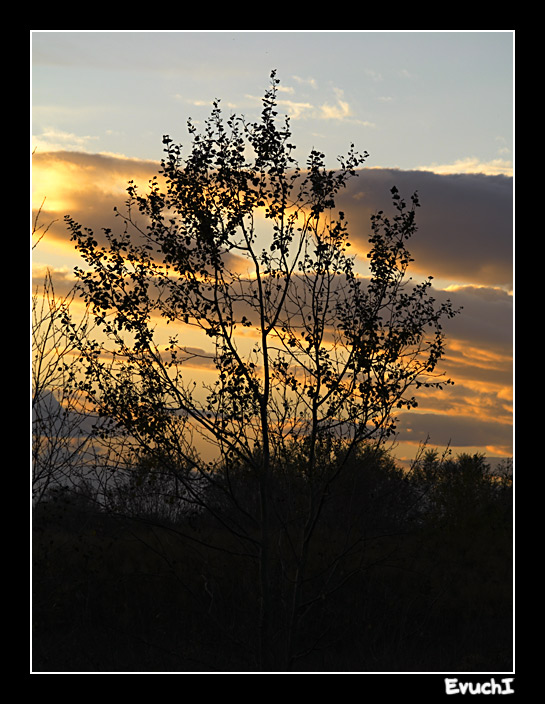 Ramas
Keywords: contraluz paisaje ebro