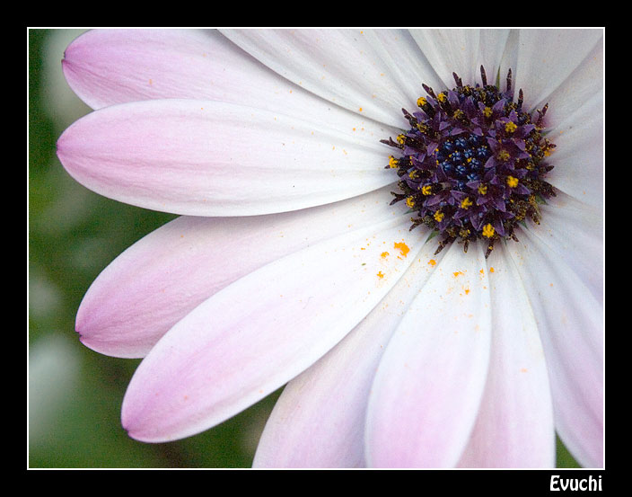 Open Margarita
Keywords: margarita macro flor petalos primavera polen flora jardin