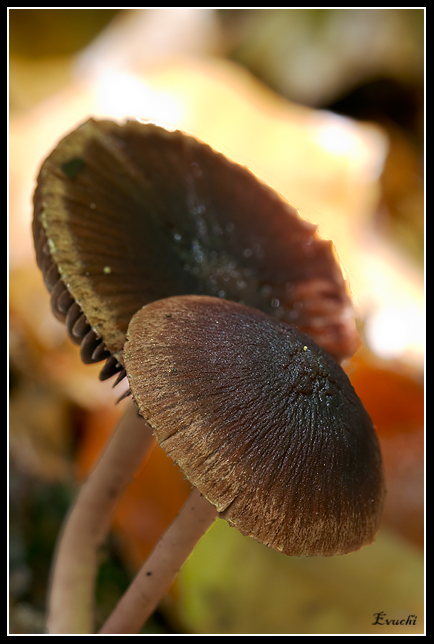 PareJita
Keywords: setas hongo otoÃ±o montseny macro
