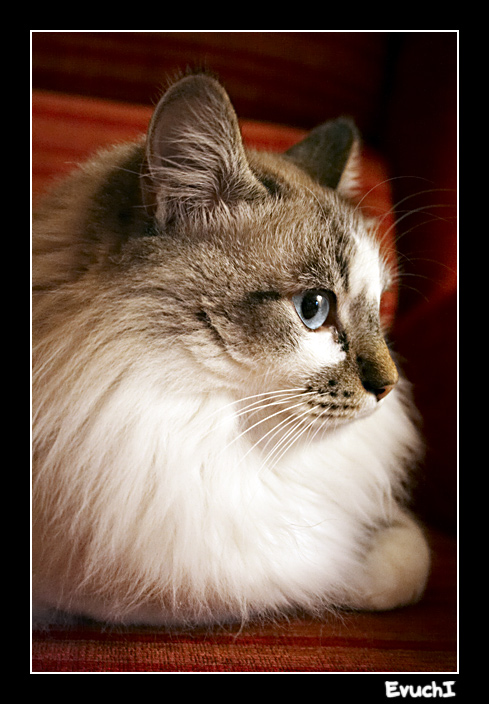 Potxolo
Keywords: animal gato potxolo