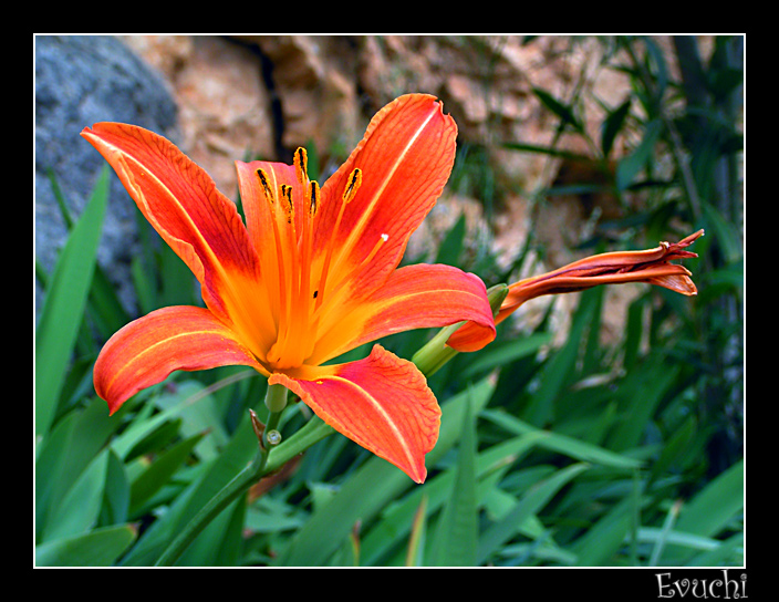 Primavera
Keywords: aroma primavera naranja alquezar