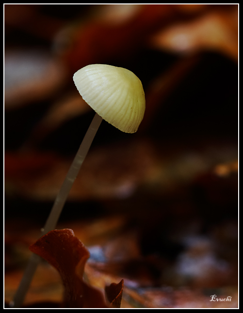 Setita del Montseny
Keywords: seta hongo montseny otoÃ±o