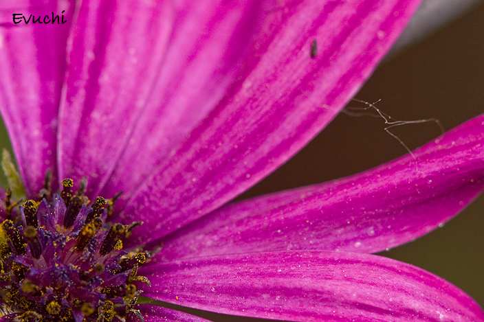 Morada y silvestre
Keywords: flor macro morada lila petalos silvestre