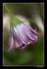 Filename=Danza.jpg
Filesize=165KiB
Dimensions=484x704
Date added=May 21, 2008 Danza.jpg