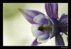 Filename=Morada.jpg
Filesize=174KiB
Dimensions=704x489
Date added=May 05, 2007 Morada.jpg