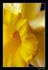 Filename=NarcisoMacro.jpg
Filesize=178KiB
Dimensions=489x704
Date added=Apr 04, 2007 NarcisoMacro.jpg