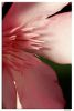 Filename=fuxia.jpg
Filesize=182KiB
Dimensions=440x650
Date added=Aug 21, 2007 fuxia.jpg
