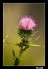 Filename=lis.jpg
Filesize=146KiB
Dimensions=489x704
Date added=Mar 08, 2007 lis.jpg