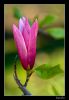 Filename=magnolia.jpg
Filesize=215KiB
Dimensions=489x704
Date added=Apr 15, 2007 magnolia.jpg
