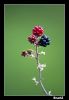 Filename=moras.jpg
Filesize=147KiB
Dimensions=489x704
Date added=Mar 08, 2007 moras.jpg