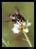Filename=mosquica.jpg
Filesize=195KiB
Dimensions=518x704
Date added=Jun 21, 2007 mosquica.jpg