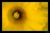 Filename=paraisoamarillo.jpg
Filesize=109KiB
Dimensions=704x473
Date added=Apr 06, 2008 paraisoamarillo.jpg