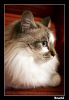 Filename=potxolin1.jpg
Filesize=146KiB
Dimensions=489x704
Date added=Mar 08, 2007 potxolin1.jpg