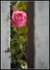Filename=soledad.jpg
Filesize=207KiB
Dimensions=461x644
Date added=Jan 30, 2008 soledad.jpg