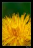 Filename=yellow.jpg
Filesize=186KiB
Dimensions=489x704
Date added=Apr 08, 2007 yellow.jpg