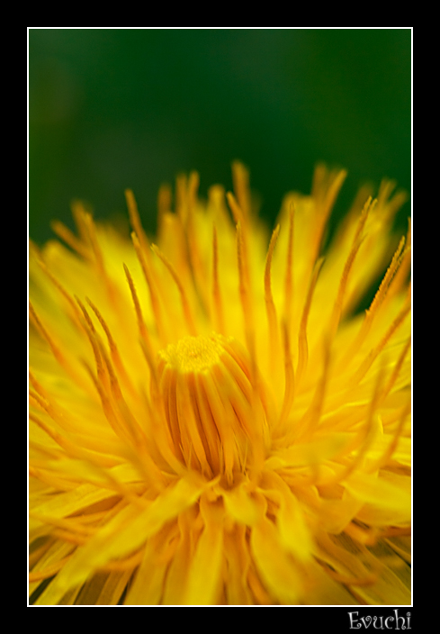 Yellow
Keywords: macro flor yellow